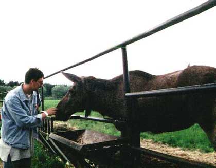 Auch Elche lassen sich f&uuml;ttern