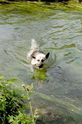 Wolf, der Seehund